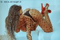 Foto 3447995574 Alessandra Fogaca Transescort Palermo - 27