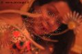 Torino Trans Escort Belen 353 40 69 198 foto selfie 47